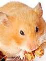 GOLDHAMSTER